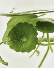 Beauty of Joseon Light On Serum: Centella + Vitamin C 30ml image 5
